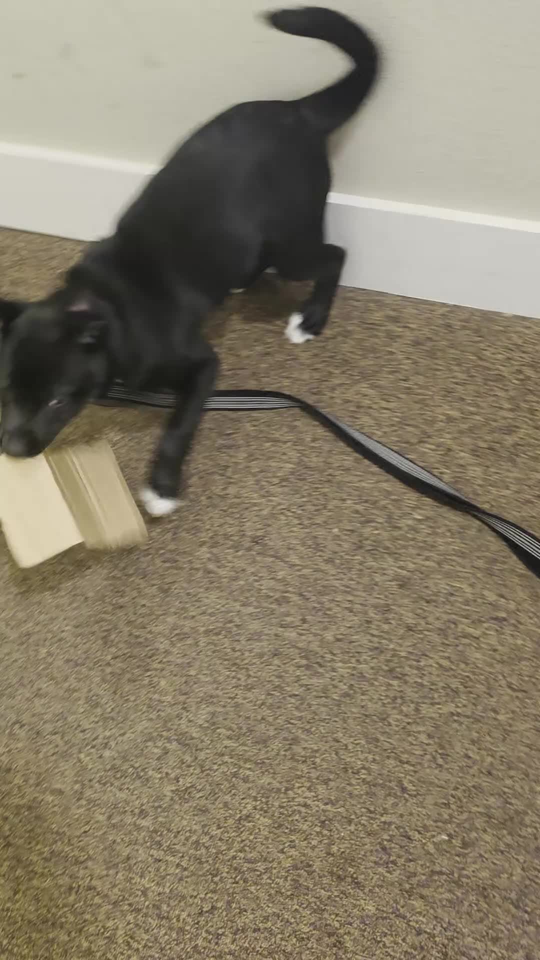 Mixed Breed dogs for sale: Mixed Breed Labrador retriever and german shepherd mix  - Video 2