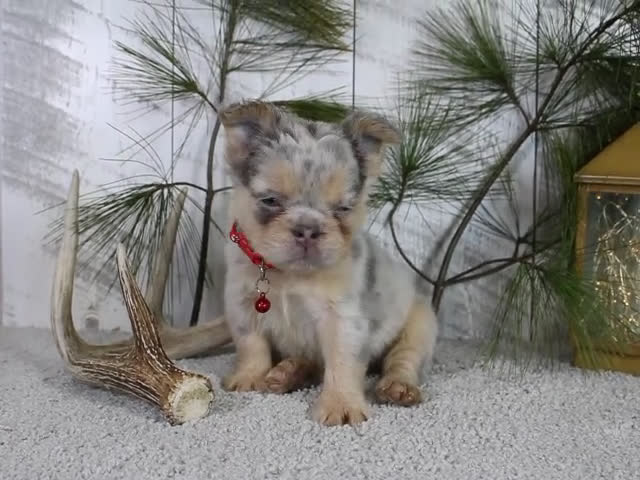 French Bulldog dogs for sale: Milo - Video 1