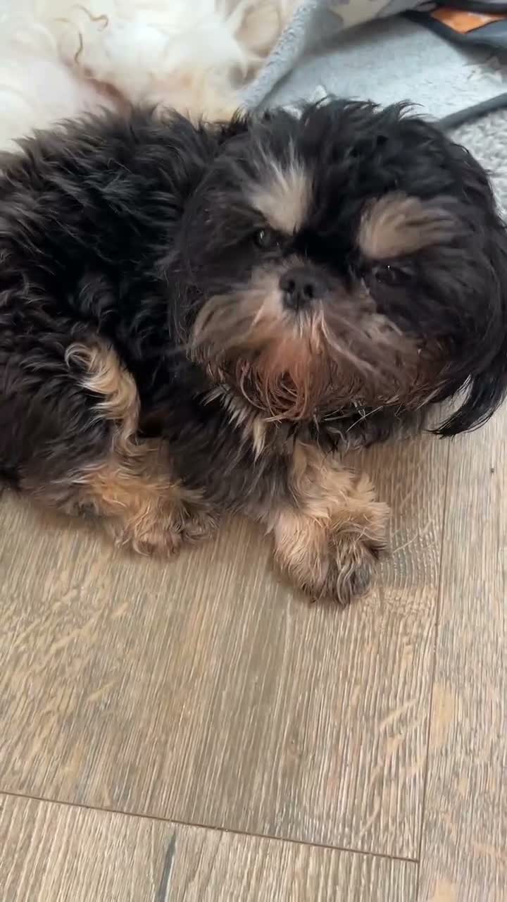 Shih Tzu dogs for sale: Reba - Video 6