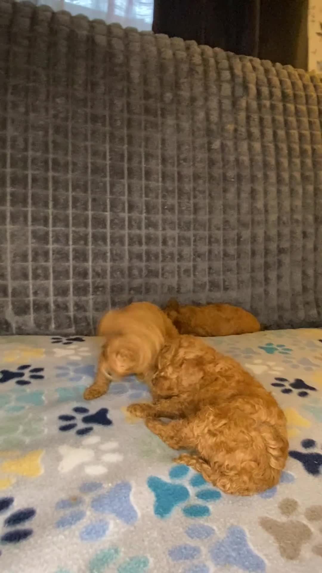 Toy Poodle dogs for sale: Toy Poodle 1 - Video 4