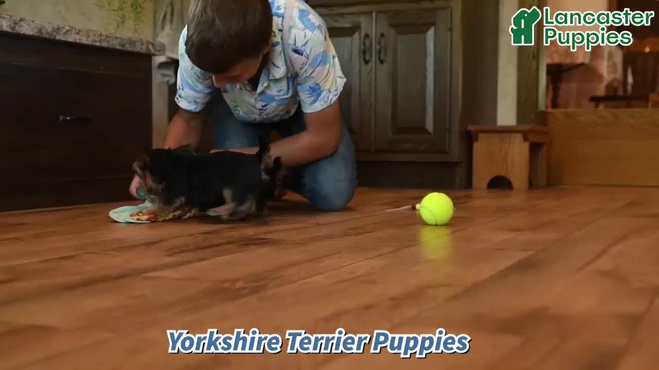 Yorkshire Terrier dogs for sale: Mars  - Video 1
