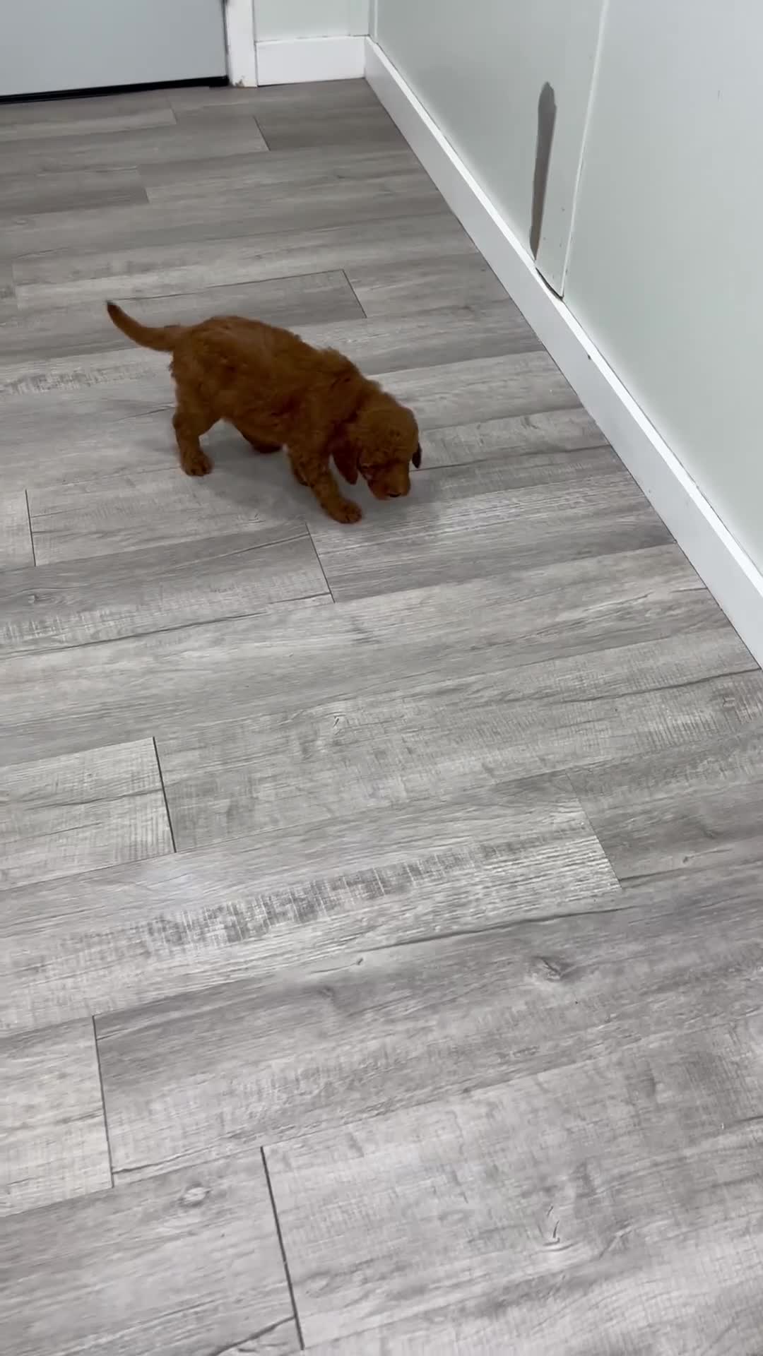 Mini Goldendoodle dogs for sale: Cade - Video 1