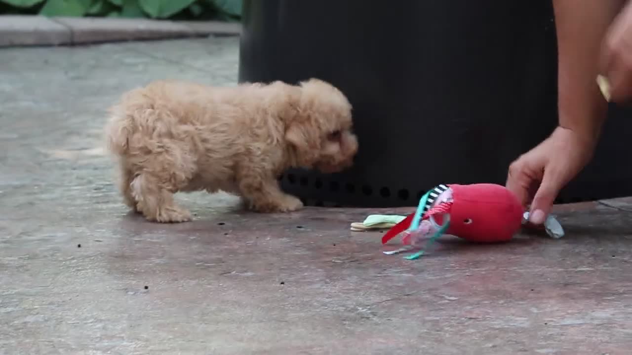 Schnoodle dogs for sale: Astro - Video 1
