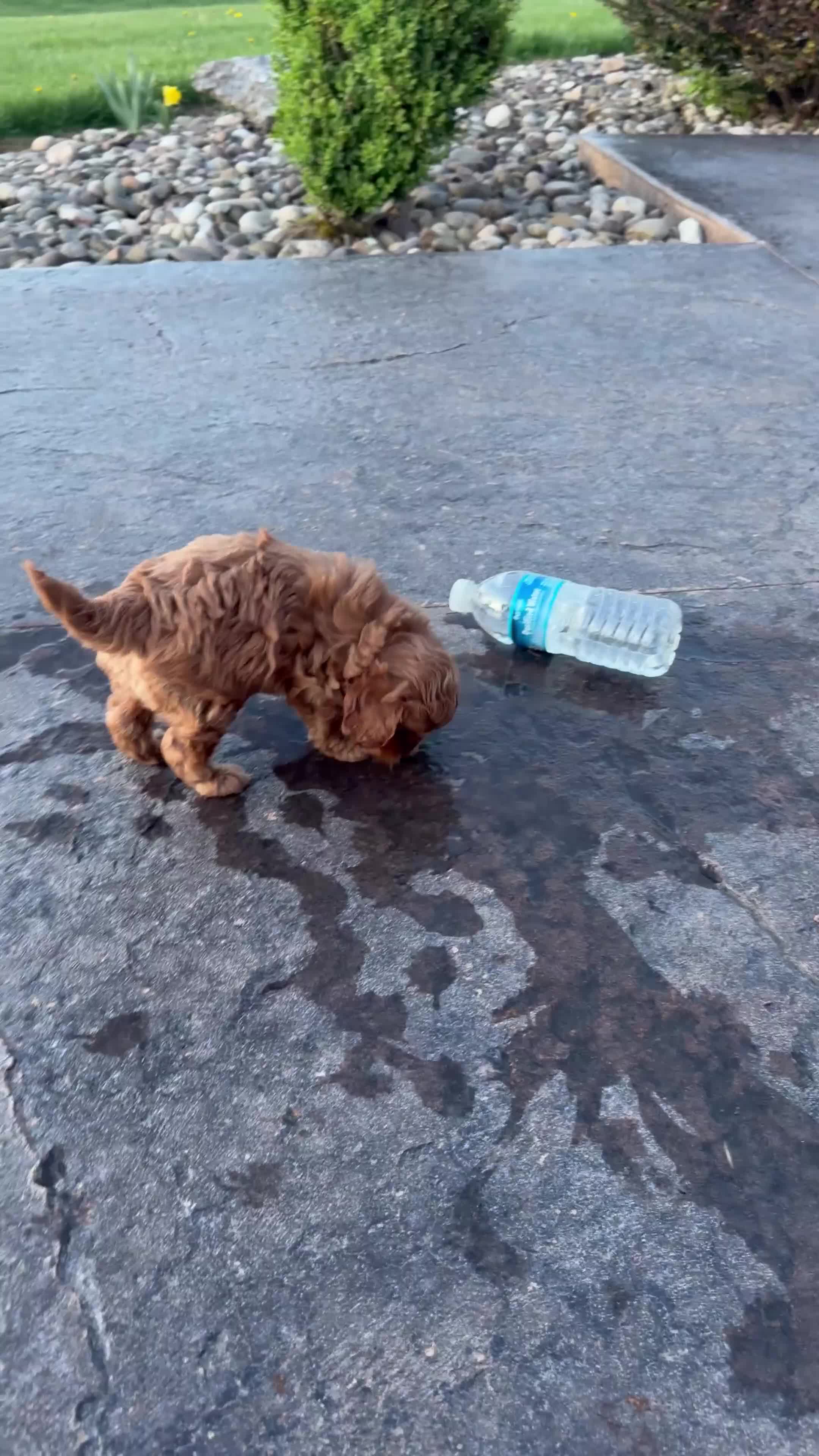 Cavapoo dogs for sale: Cavapoo Puppy 2 - Video 2