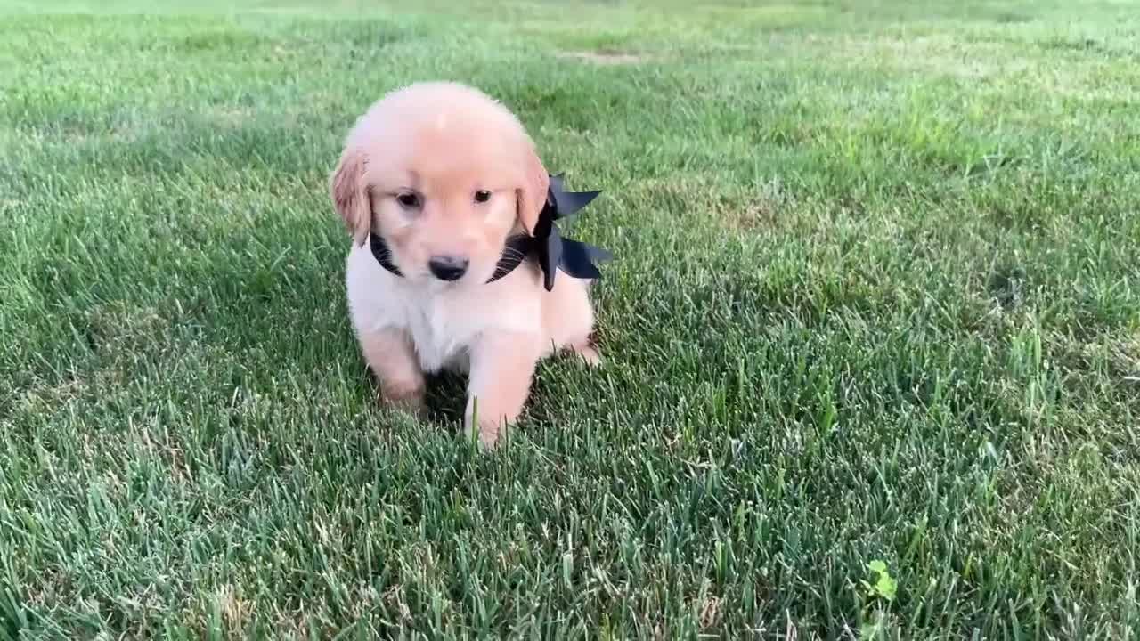 Golden Retriever dogs for sale: AKC Miss Bella - Video 1