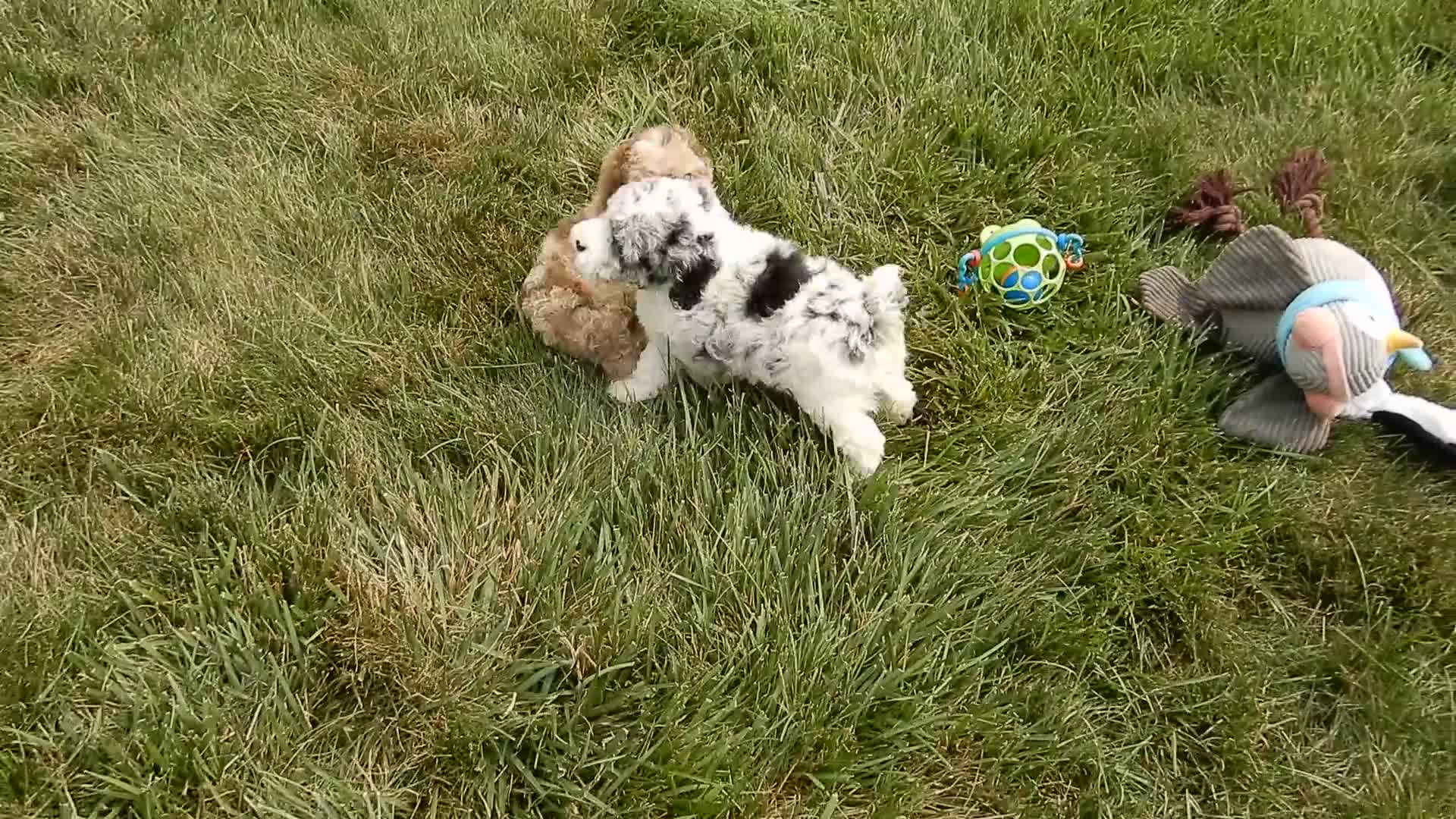 Cockapoo dogs for sale: Hailey - Video 2
