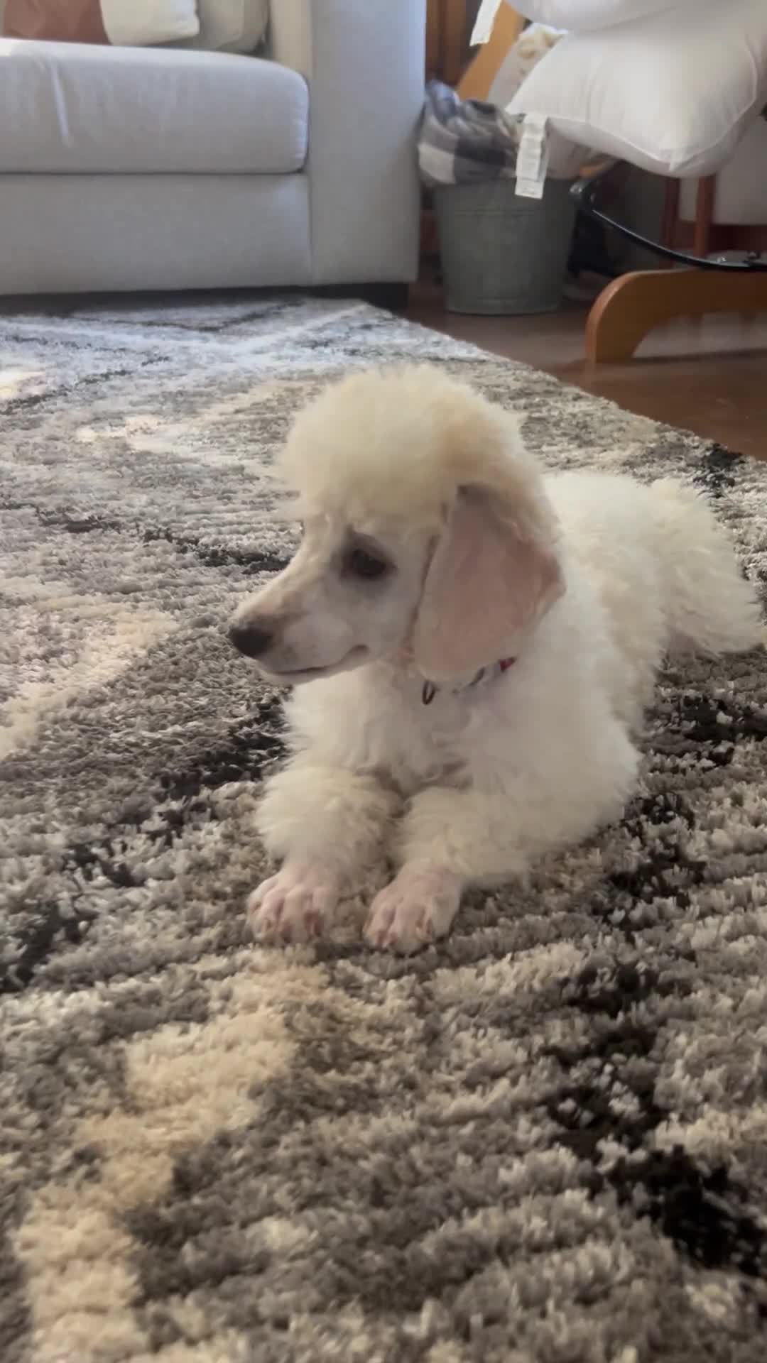 Miniature Poodle dogs for sale: Biscuit (House trained) - Video 1