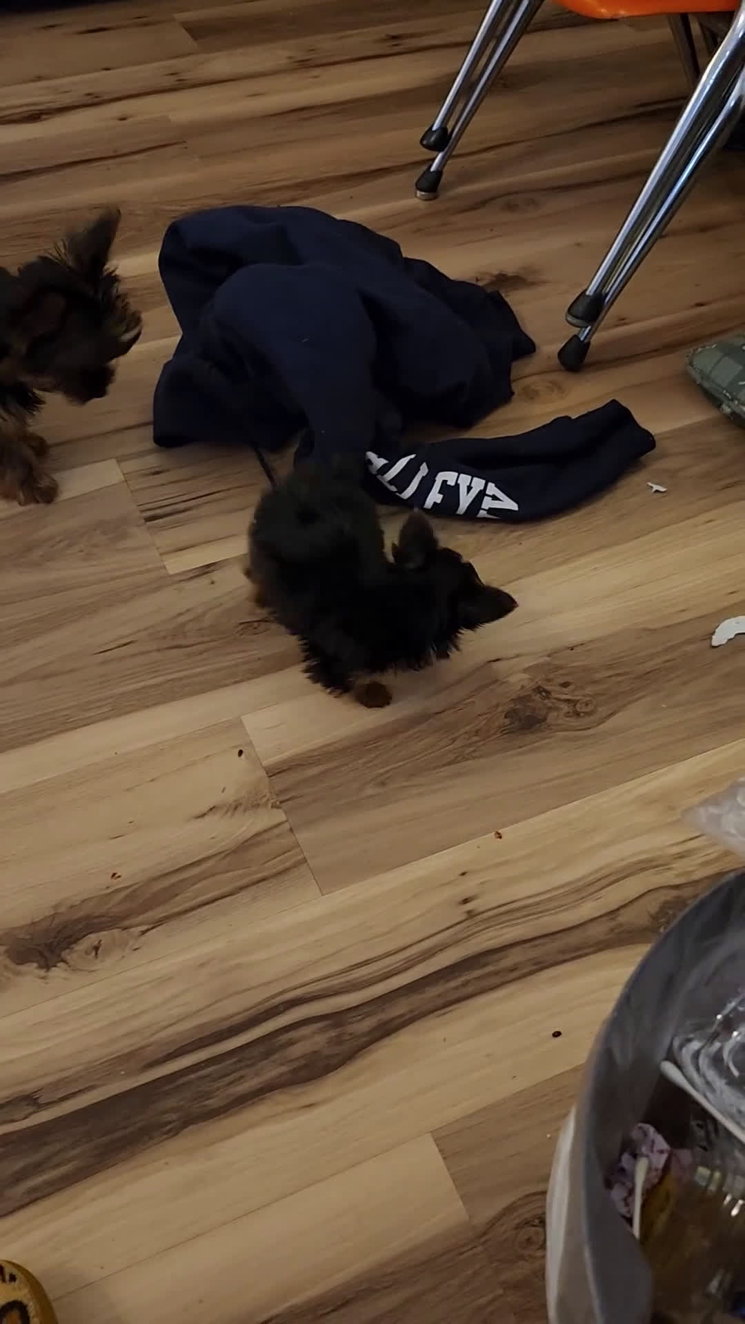 Yorkshire Terrier dogs for sale: Yorkshire Terrier Puppy 1 - Video 1