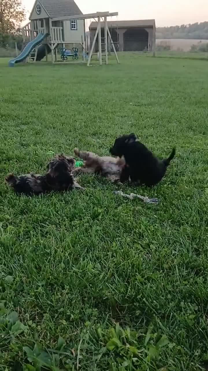 Yorkiepoo dogs for sale: Jet  - Video 1