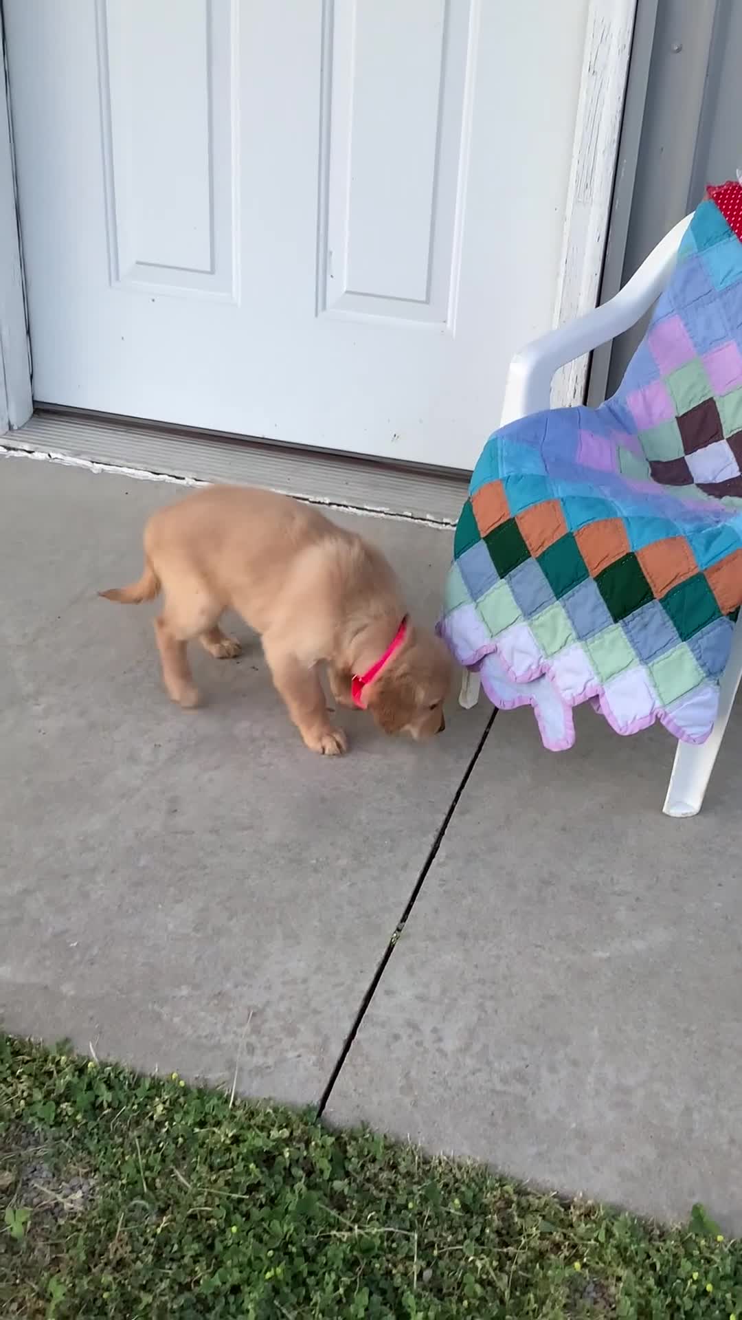 Golden Retriever dogs for sale: Golden Retriever Connie - Video 2
