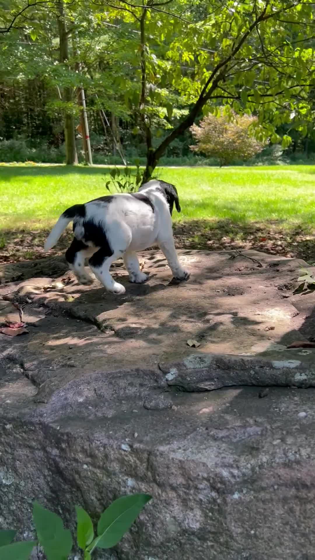 English Springer Spaniel dogs for sale: English Springer Spaniel 3 - Video 1