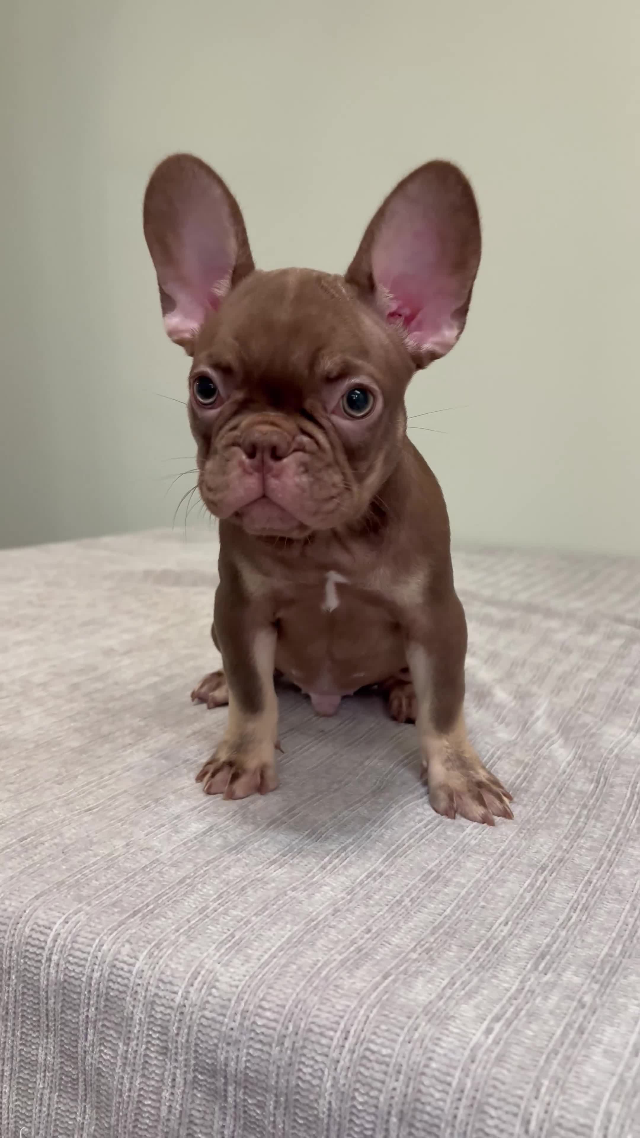 French Bulldog dogs for sale: Hank - Video 1