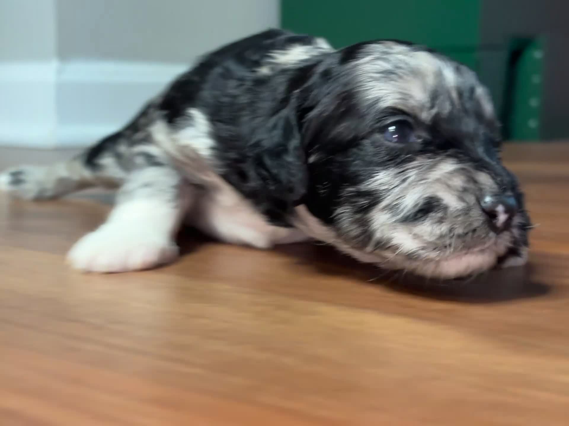 Goldendoodle dogs for sale: Luna  - Video 2