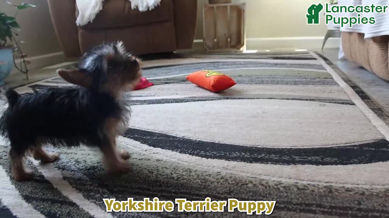 Yorkshire Terrier dogs for sale: Fluffy - Video 1