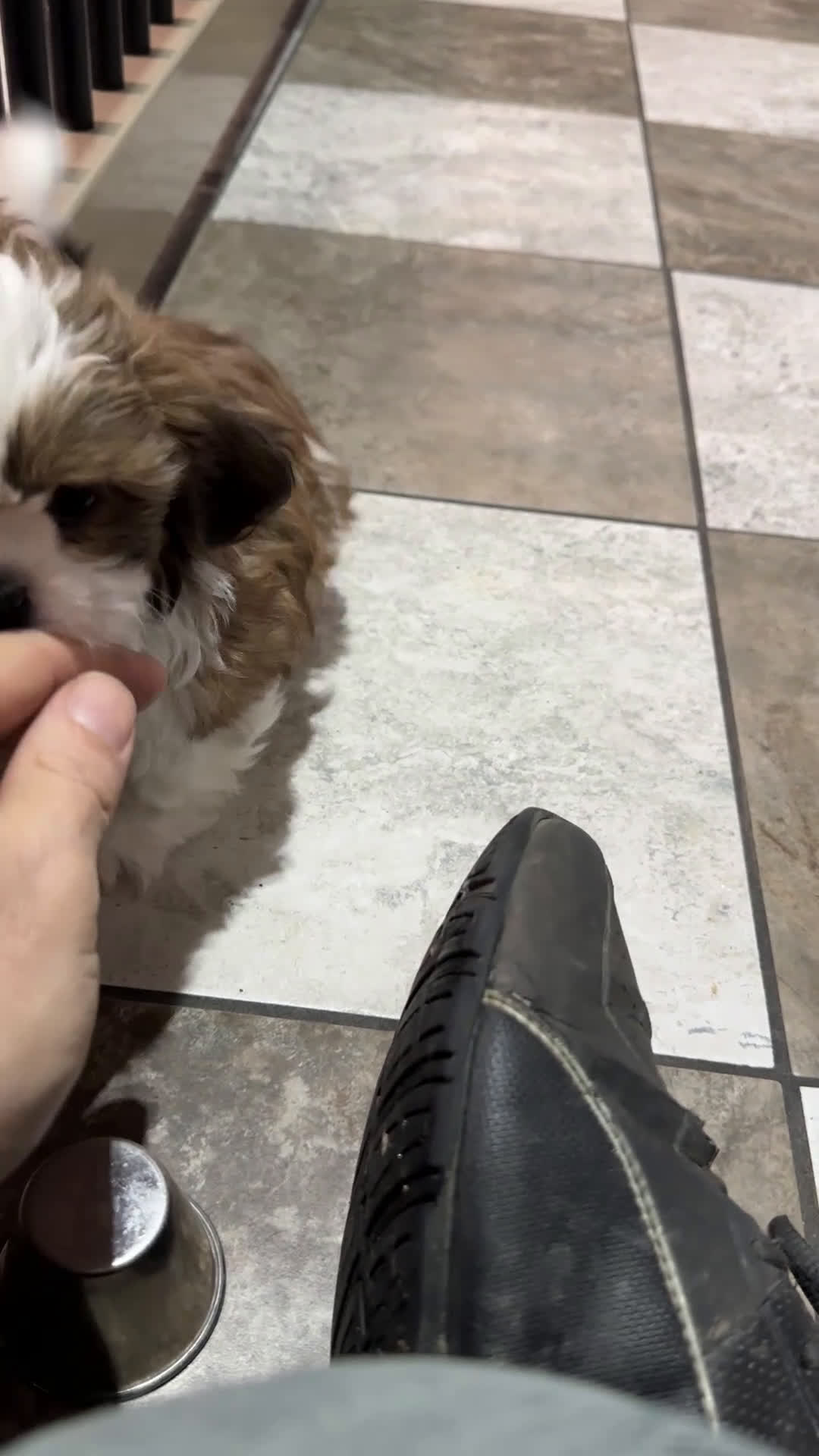 Shih Tzu dogs for sale: Chase - Video 1