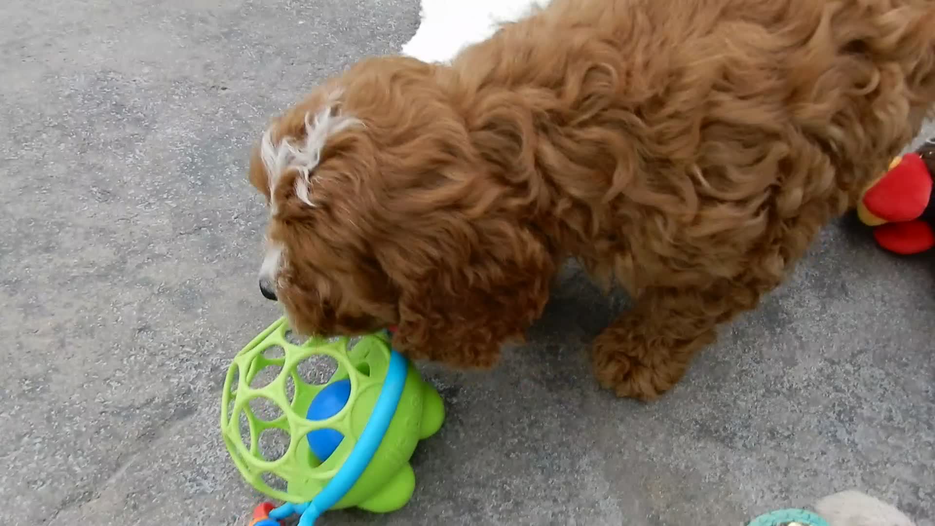 Cavapoo dogs for sale: Scout - Video 1