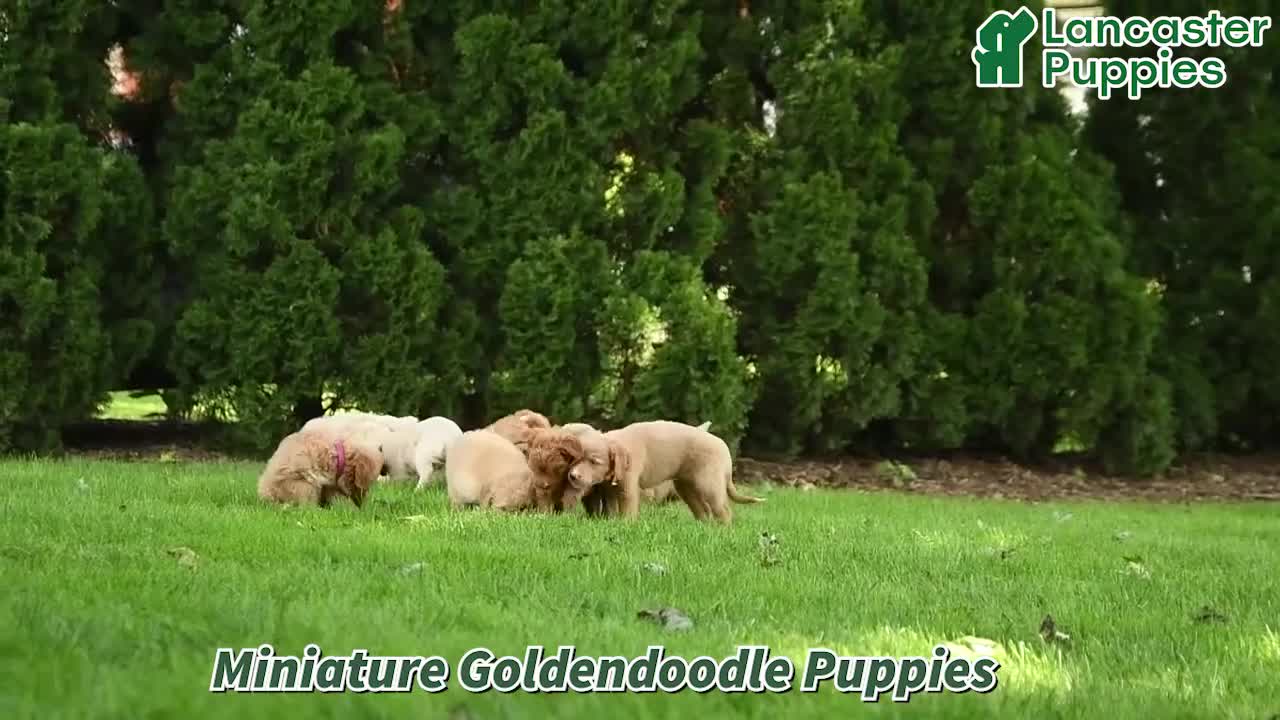 Mini Goldendoodle dogs for sale: Harper - Video 1