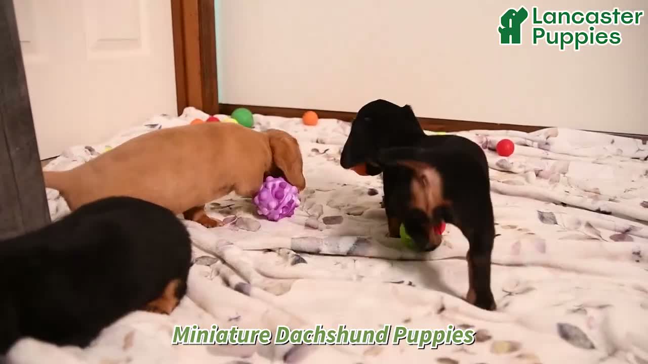 Miniature Dachshund dogs for sale: Odin - Video 1