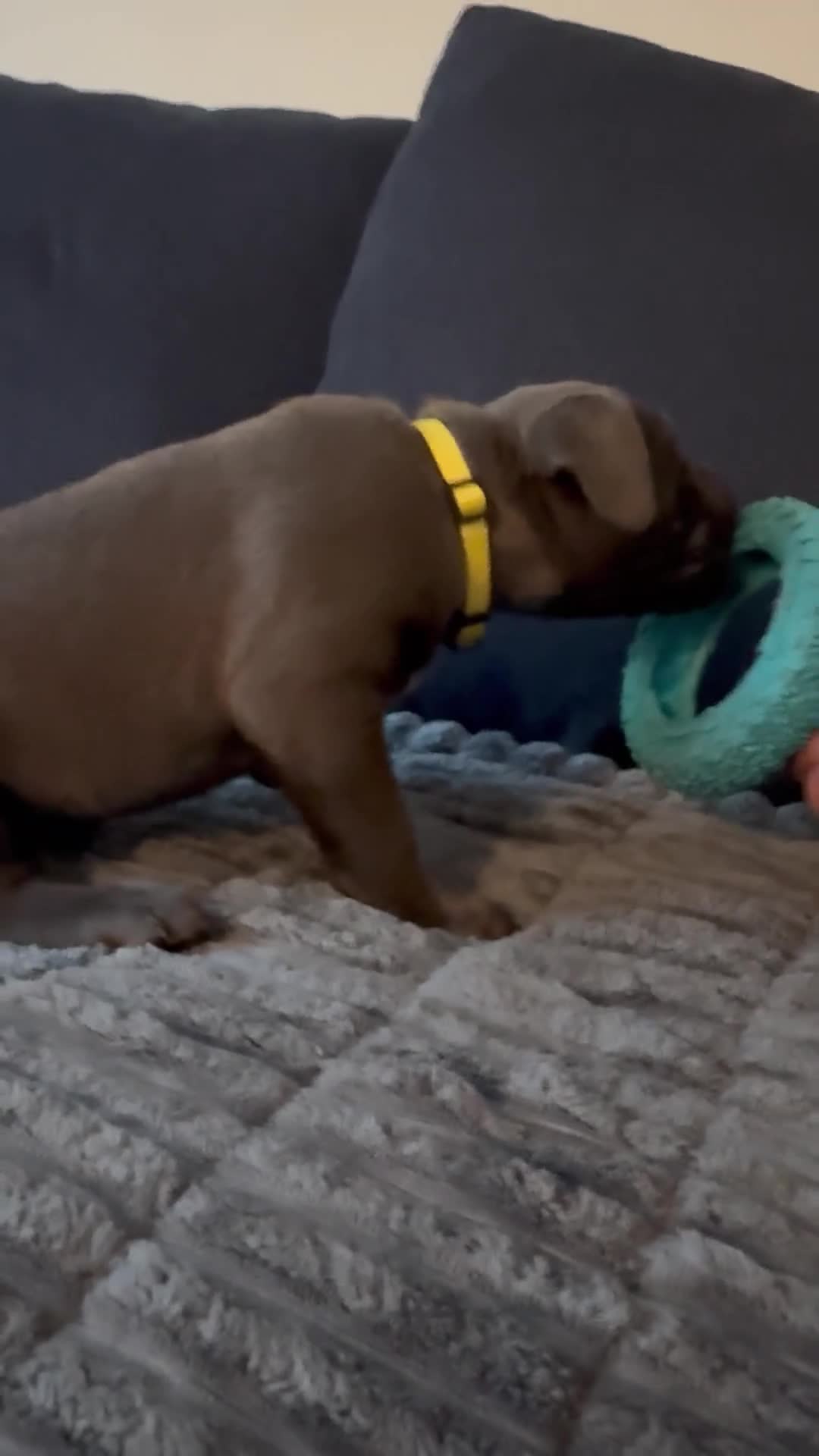Mixed Breed dogs for sale: Blue - Video 8