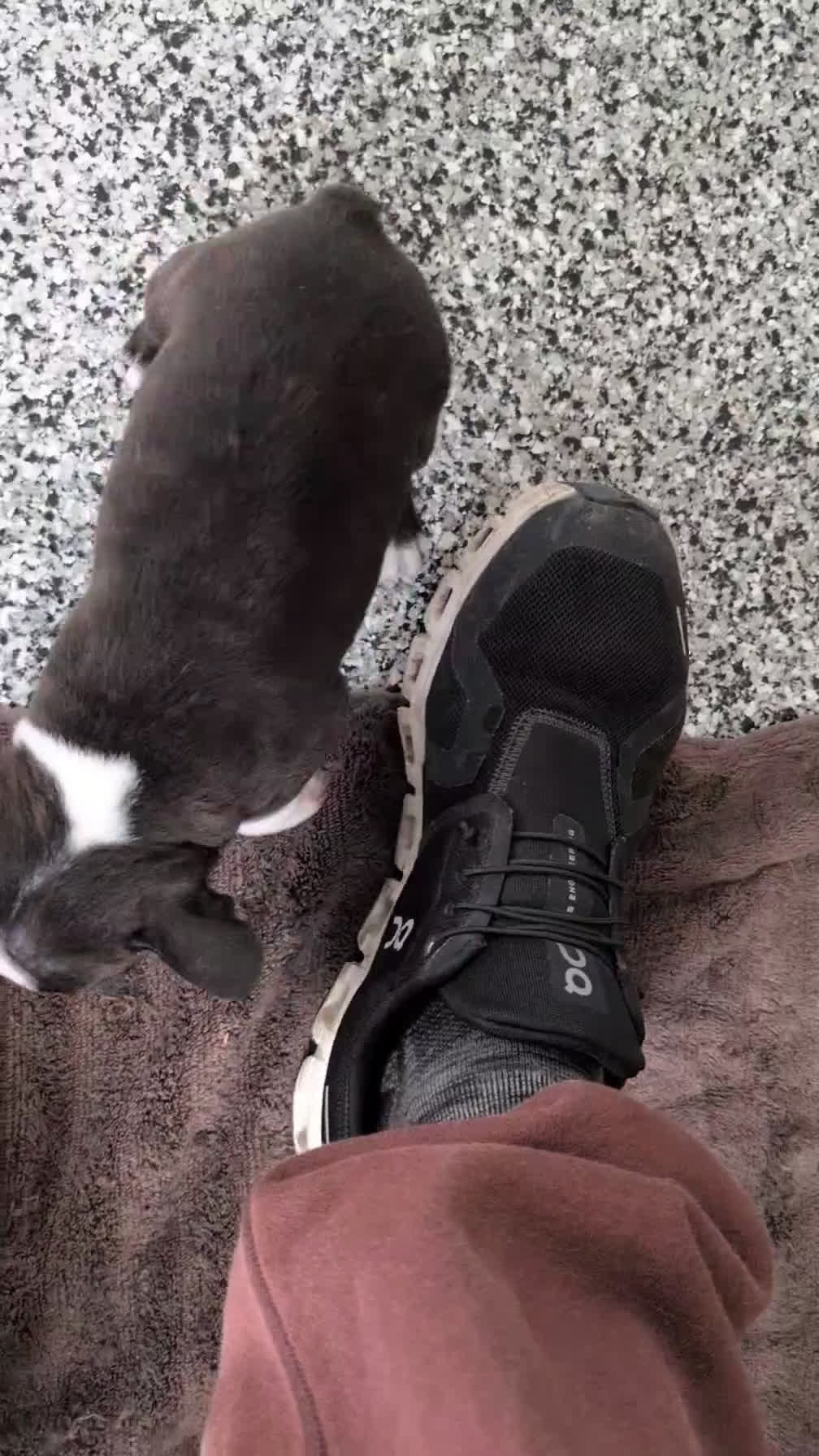 Boston Terrier dogs for sale: Macy - Video 1