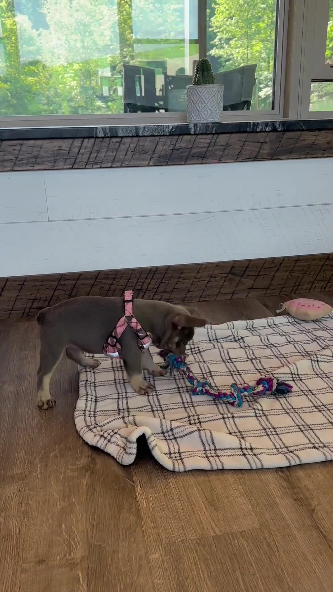 French Bulldog dogs for sale: Violet - Video 1