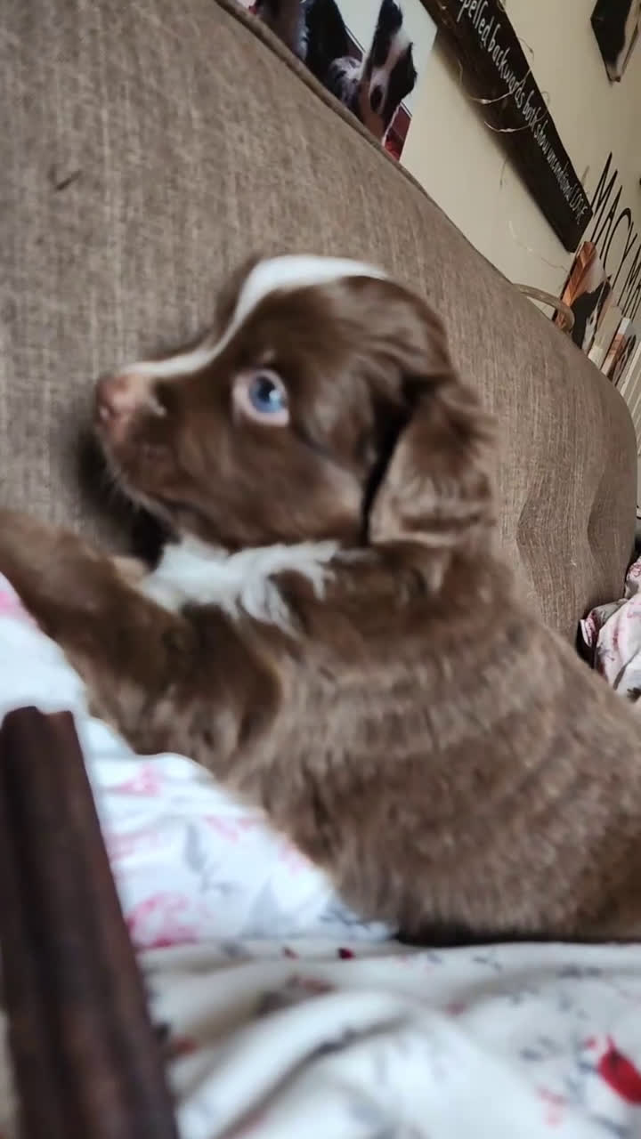 Miniature Australian Shepherd dogs for sale: Miniature Australian Shepherd Puppy 1 - Video 3