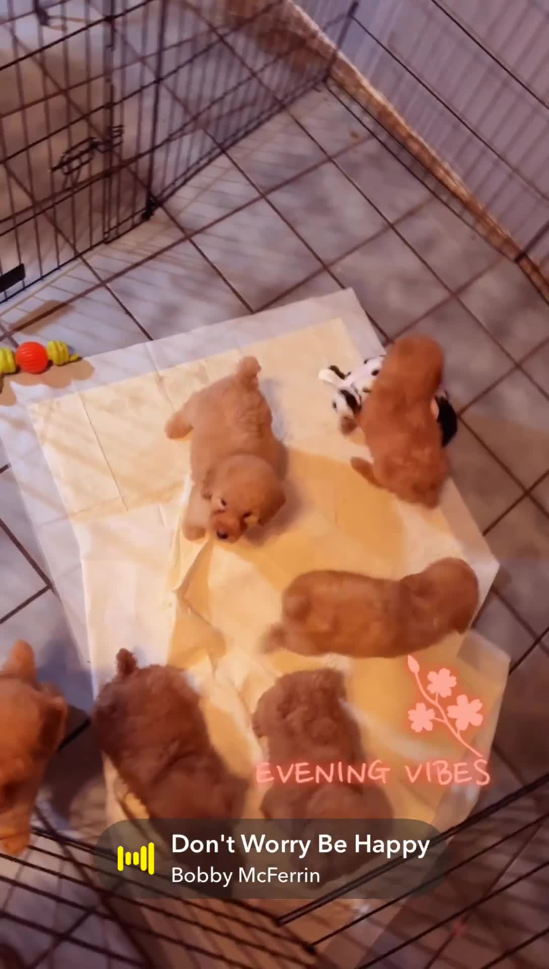 Miniature Poodle dogs for sale: Miniature Poodle Puppy 7 - Video 2