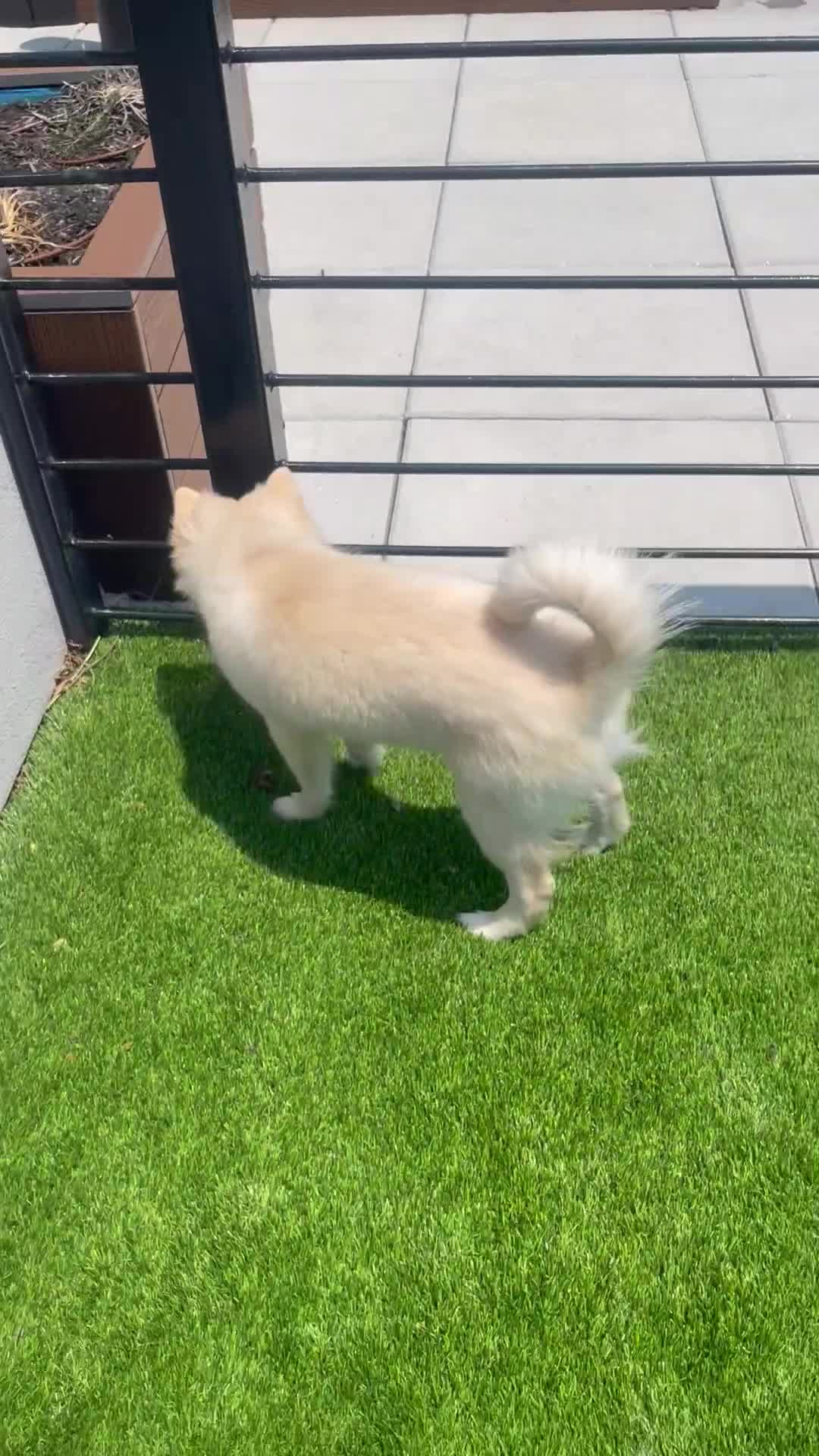 Alaskan Klee Kai dogs for sale: Lady Alona (Lady) - Video 2