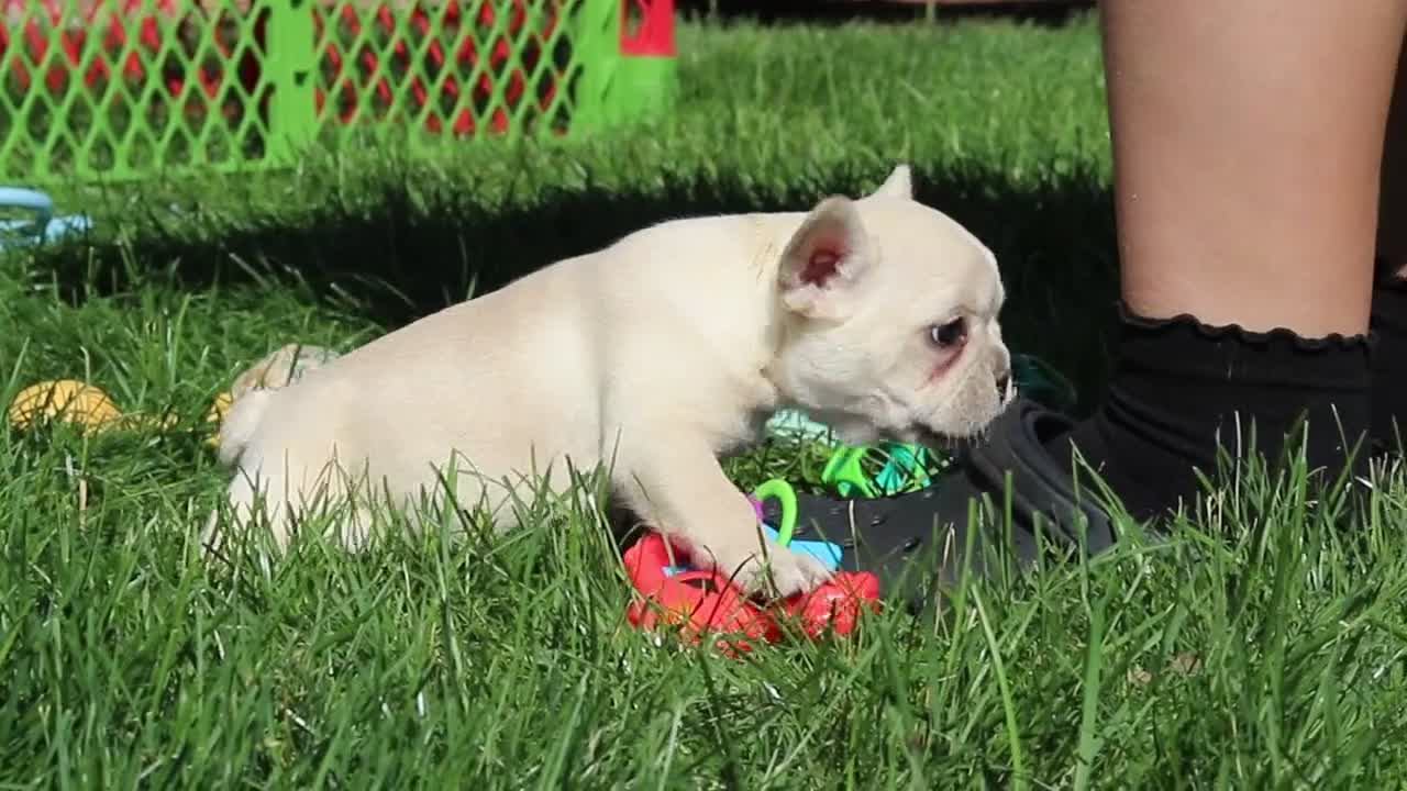 French Bulldog dogs for sale: Courtney - Video 1