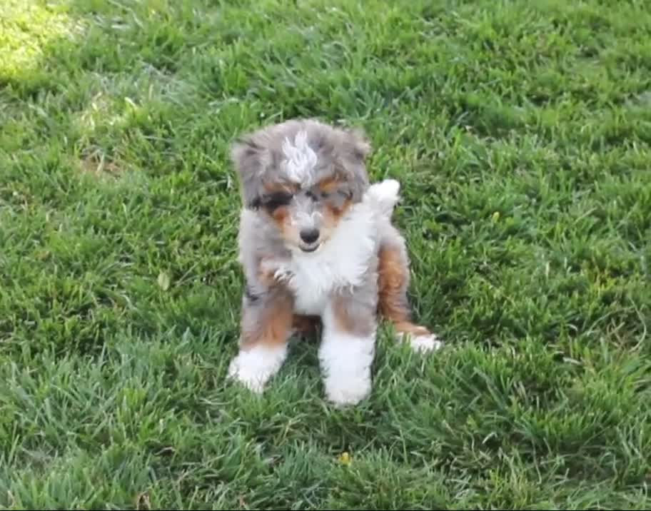Mixed Breed dogs for sale: 🧬 STUD PROSPECT! EE ky/ky at/at DD FF 🧪 100% Embark Tested - Video 2