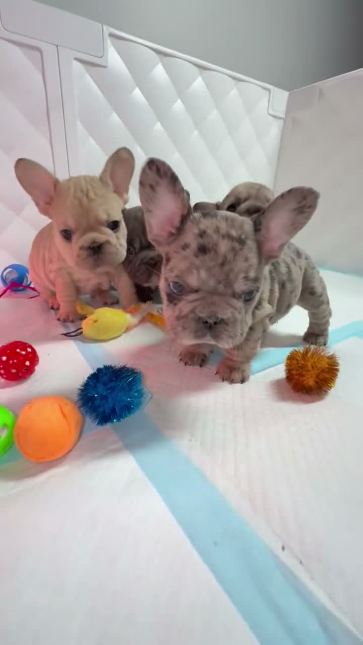 French Bulldog dogs for sale: French Bulldog 2 - Video 1