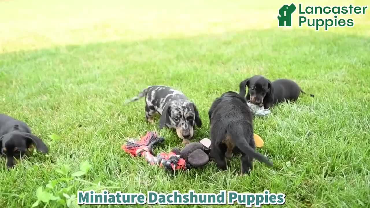 Miniature Dachshund dogs for sale: Daisy - Video 1