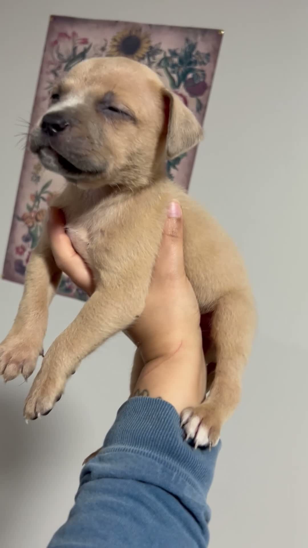 Mixed Breed dogs for sale: Boy 4 - Video 1