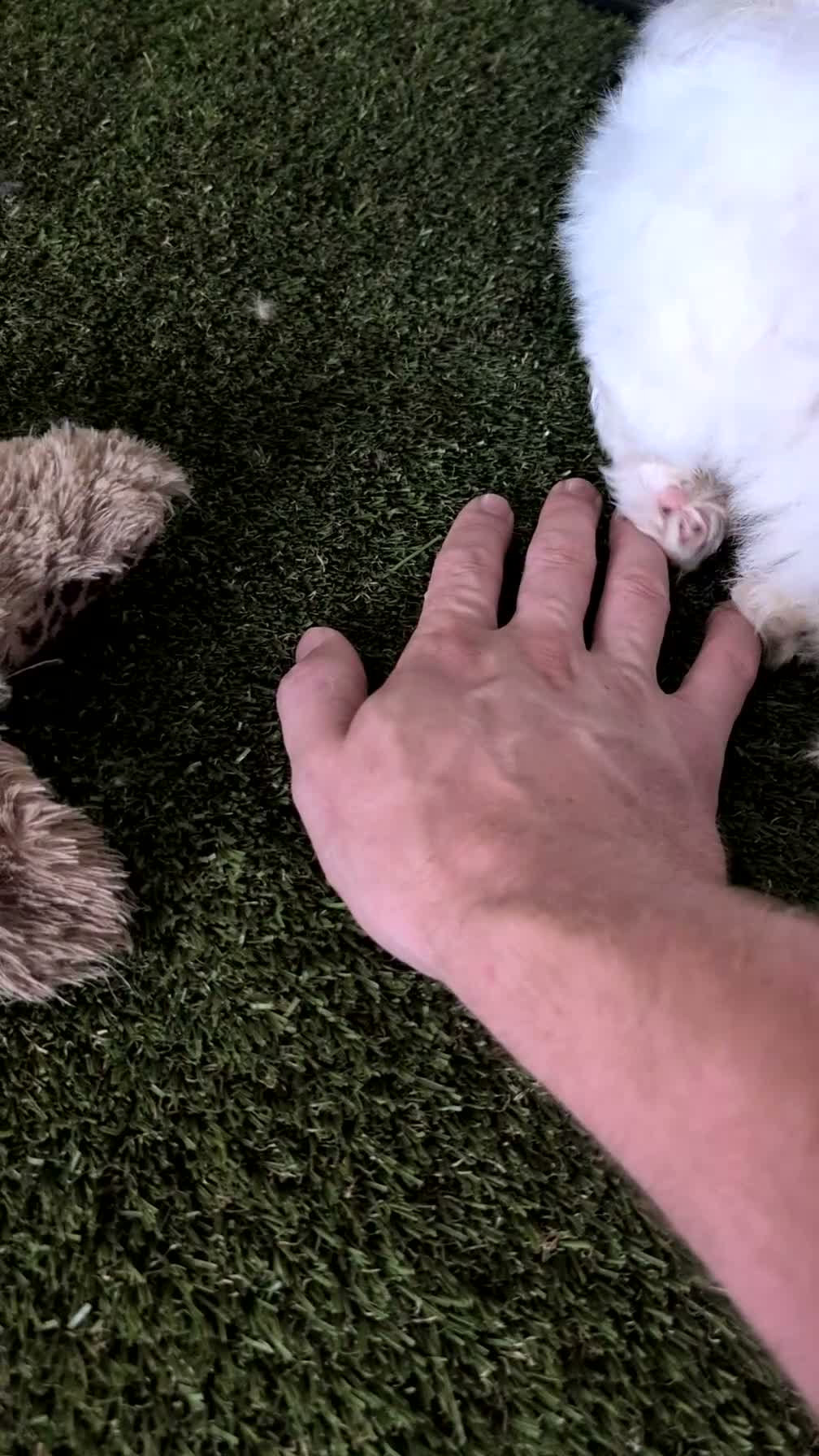 Teddy Bear dogs for sale: Gemma - Video 1