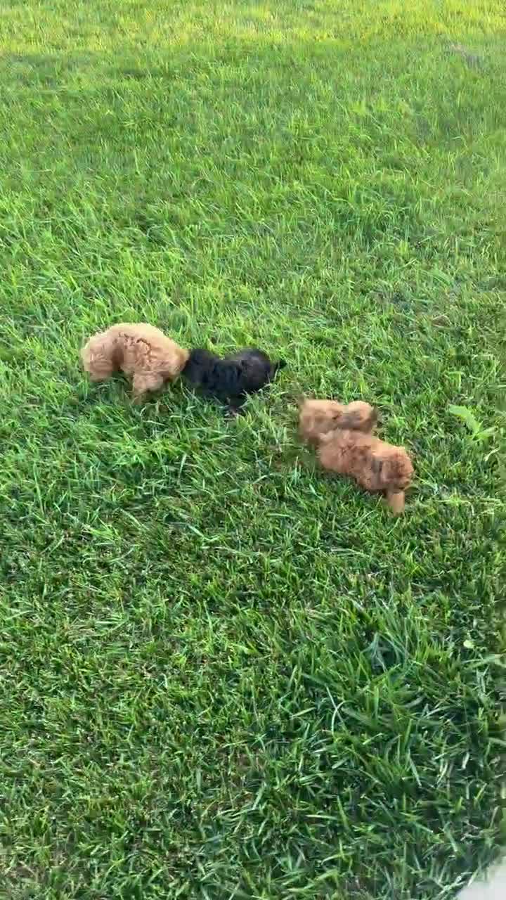 Shihpoo dogs for sale: TINY SAM - Video 2