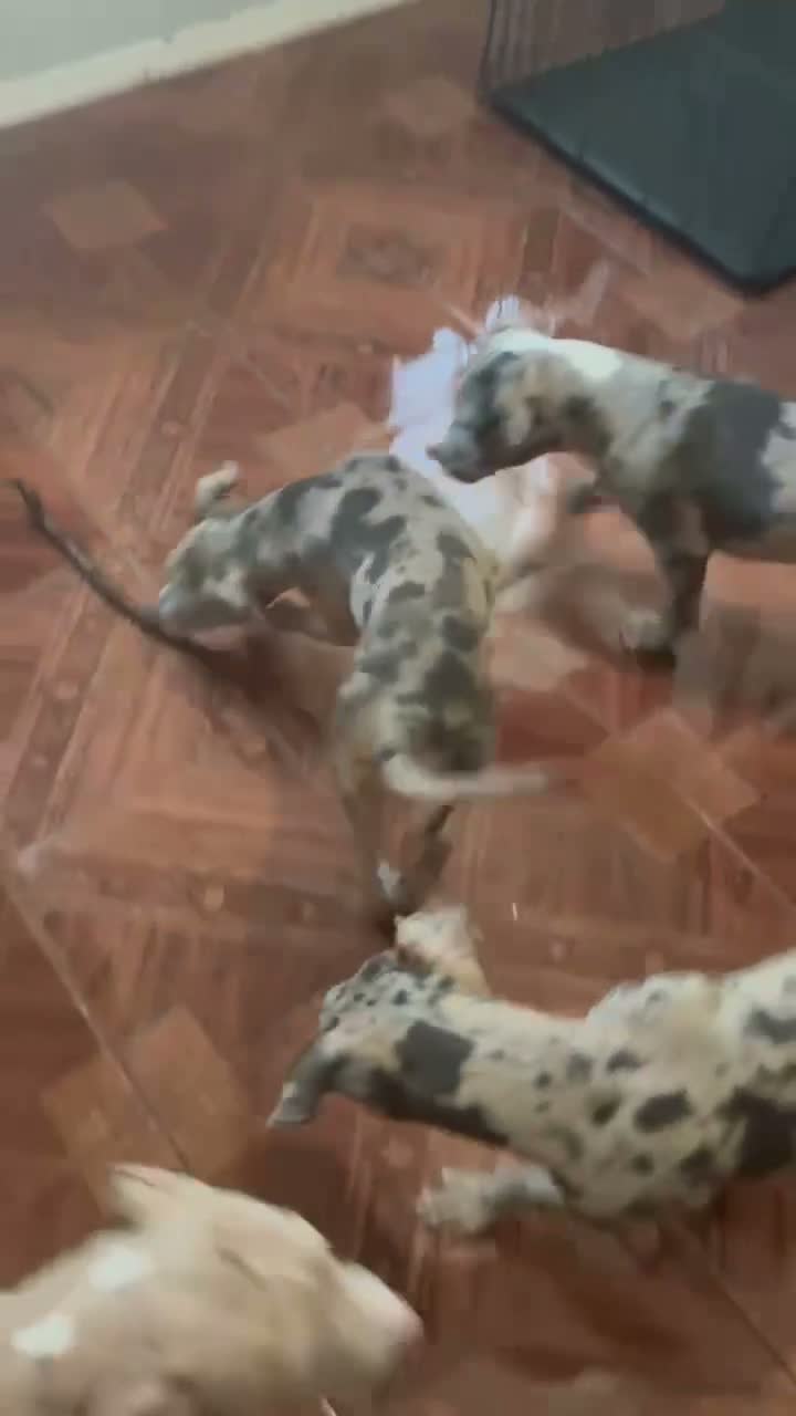 Mixed Breed dogs for sale: Mixed Breed 1 - Video 1