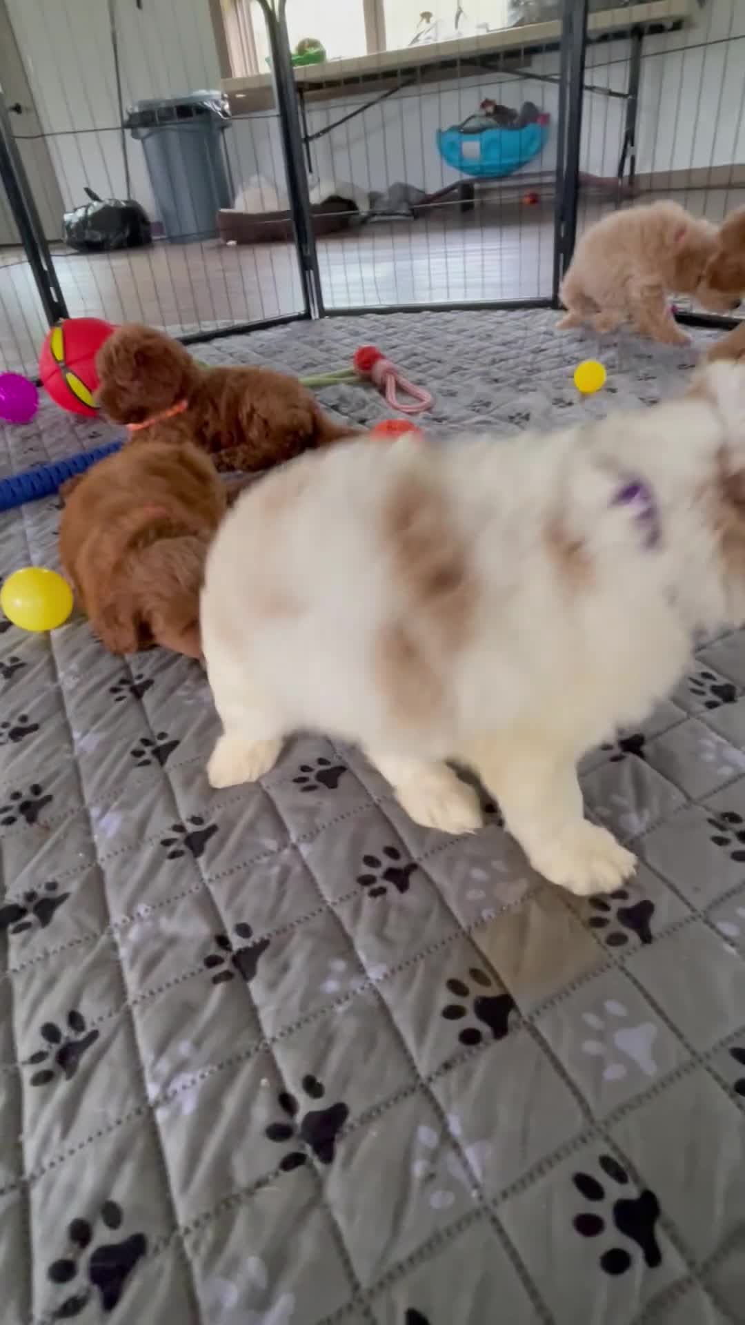 Mini Goldendoodle dogs for sale: Ms. Maddie - Video 1