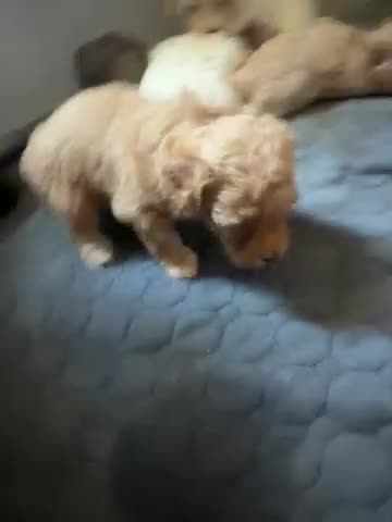 Shihpoo dogs for sale: Shihpoo 4-  Buggar - Video 1