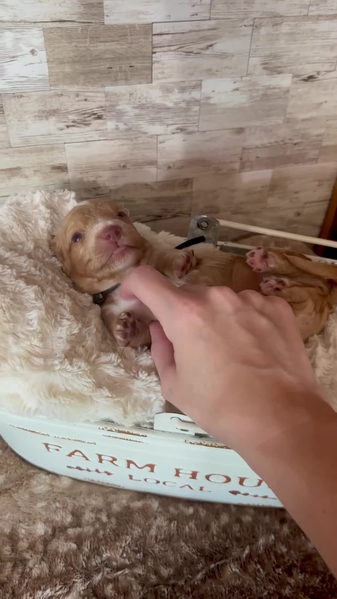 Miniature Dachshund dogs for sale: Doc - Video 1