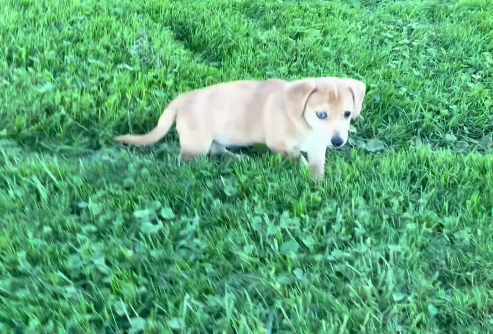 Mixed Breed dogs for sale: Unique Dorgi Female with Blue Eye - Corgi & Dachshund Mix - Video 1