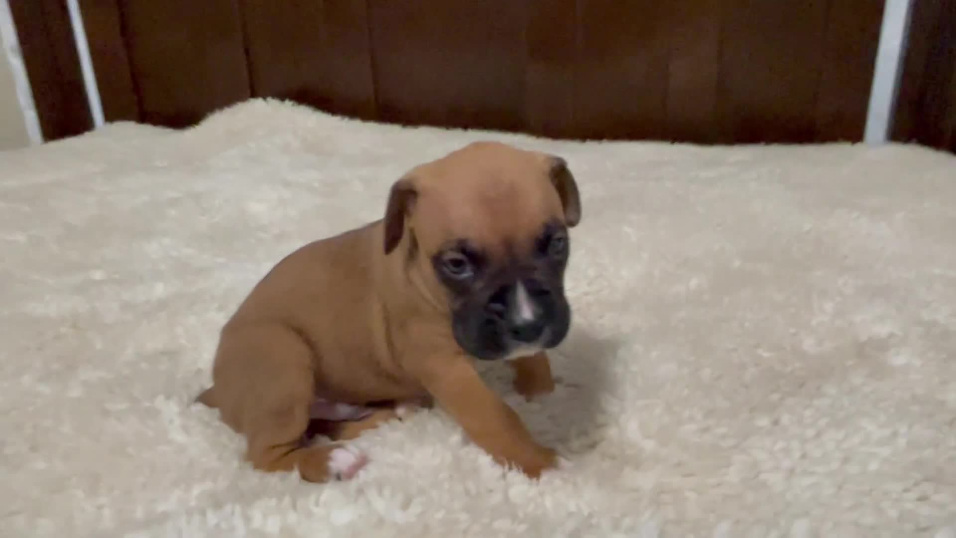 Boxer dogs for sale: Jax - Video 1