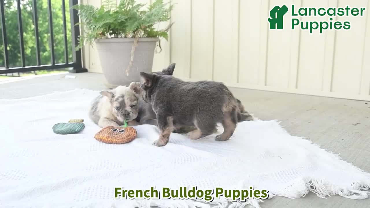 French Bulldog dogs for sale: Sailor  - Video 1