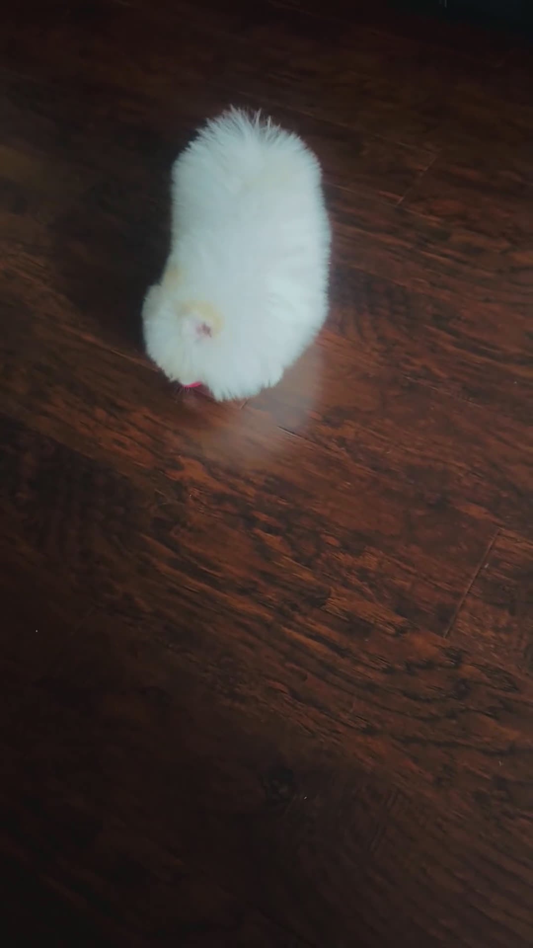 Pomeranian dogs for sale: Pomeranian Puppy 1 - Video 1