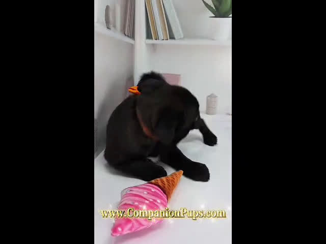 Pug dogs for sale: Marigold - Black Female Pug Puppy - Video 1