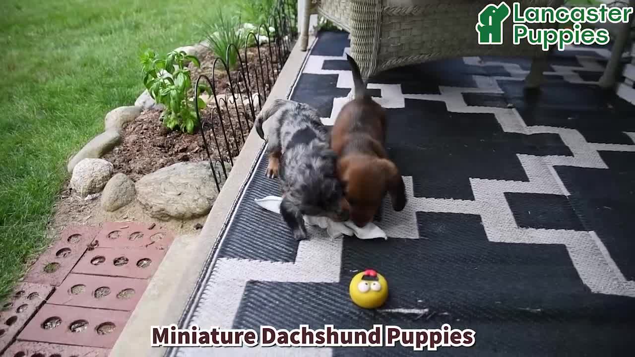 Dachshund dogs for sale: Cole - Video 1