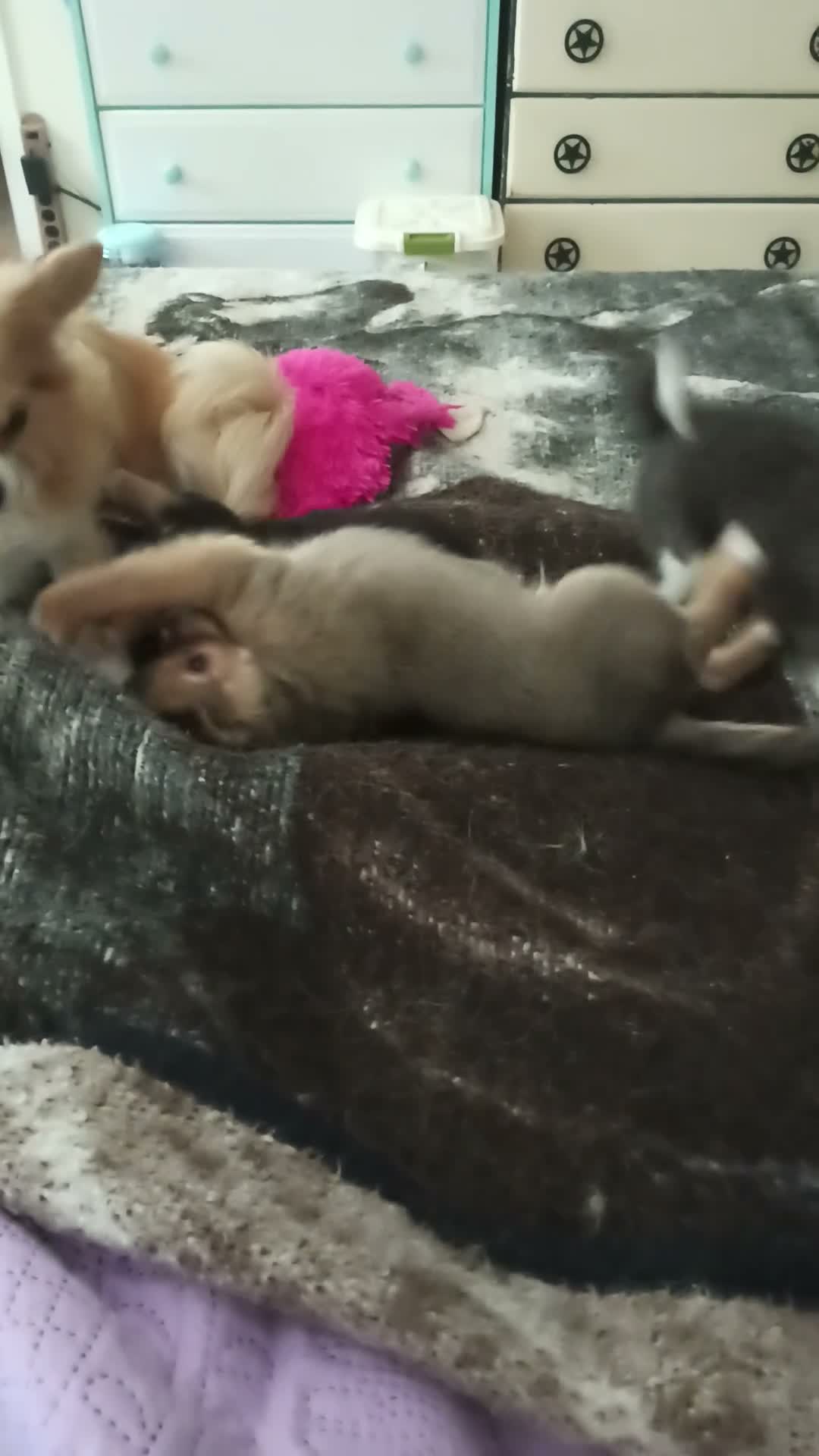 Chihuahua dogs for sale: Pepper - Video 3