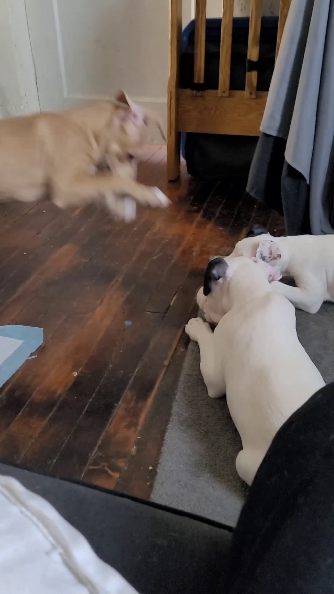 Mixed Breed dogs for sale: Lola  - Video 1