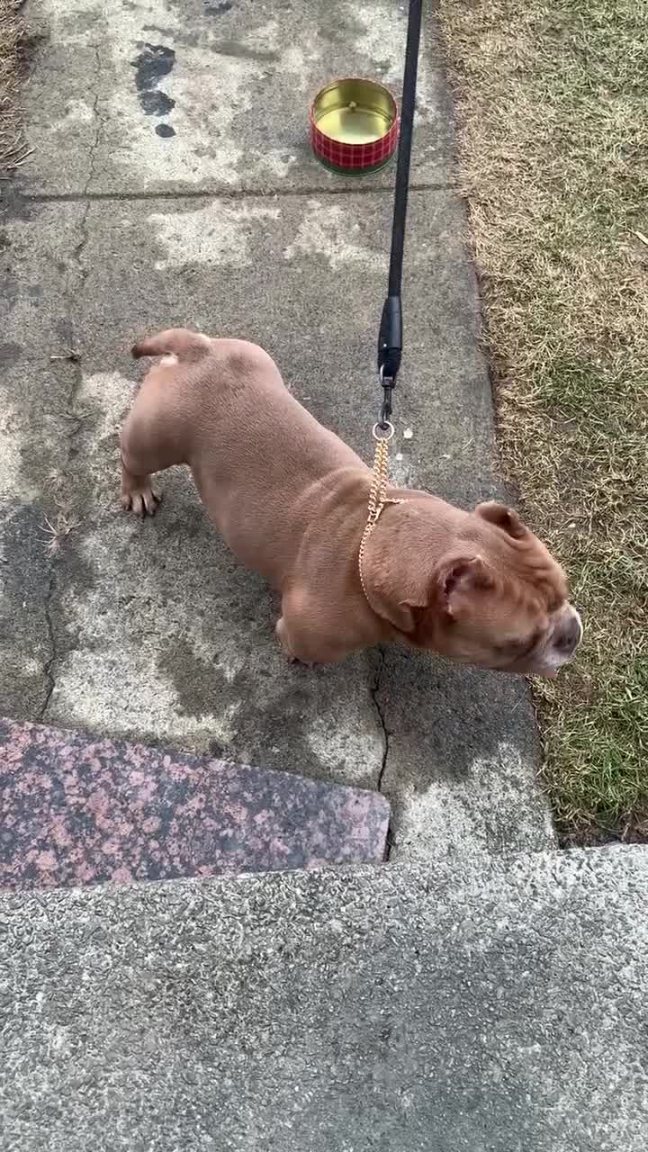American Bully dogs for sale: Draco - Video 1
