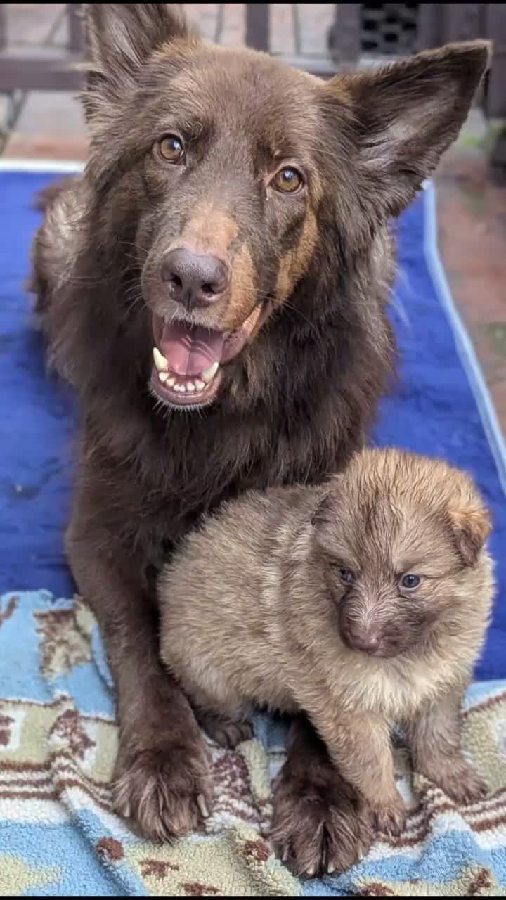 German Shepherd dogs for sale: Ratite  - Video 3