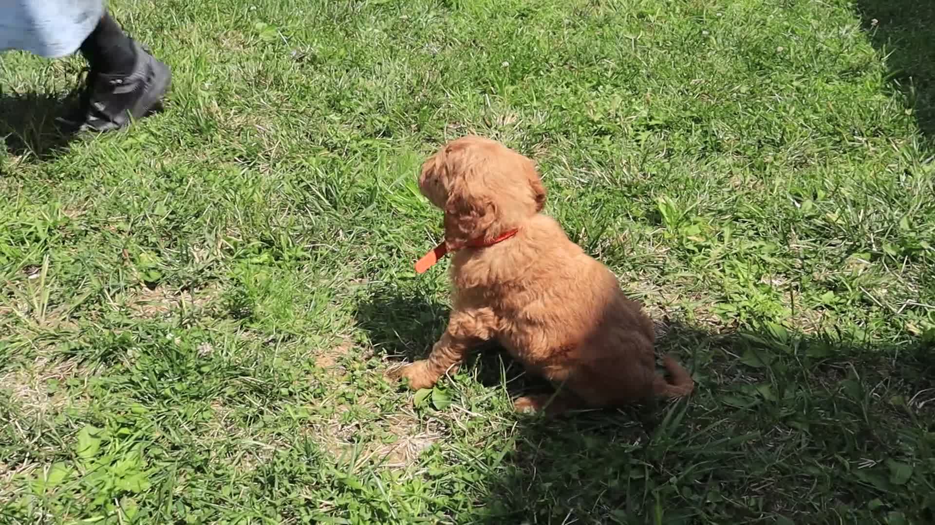 Goldendoodle dogs for sale: Liam - Video 1